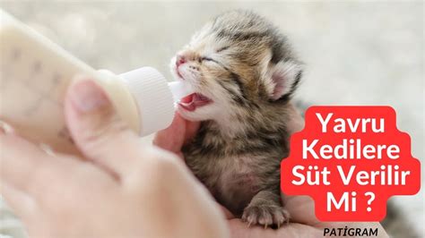 yavru kediye süt nasıl verilir